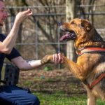 1178888-german-shepherd-cross-training_10x4