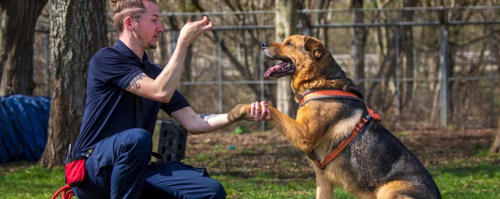 1178888-german-shepherd-cross-training_10x4